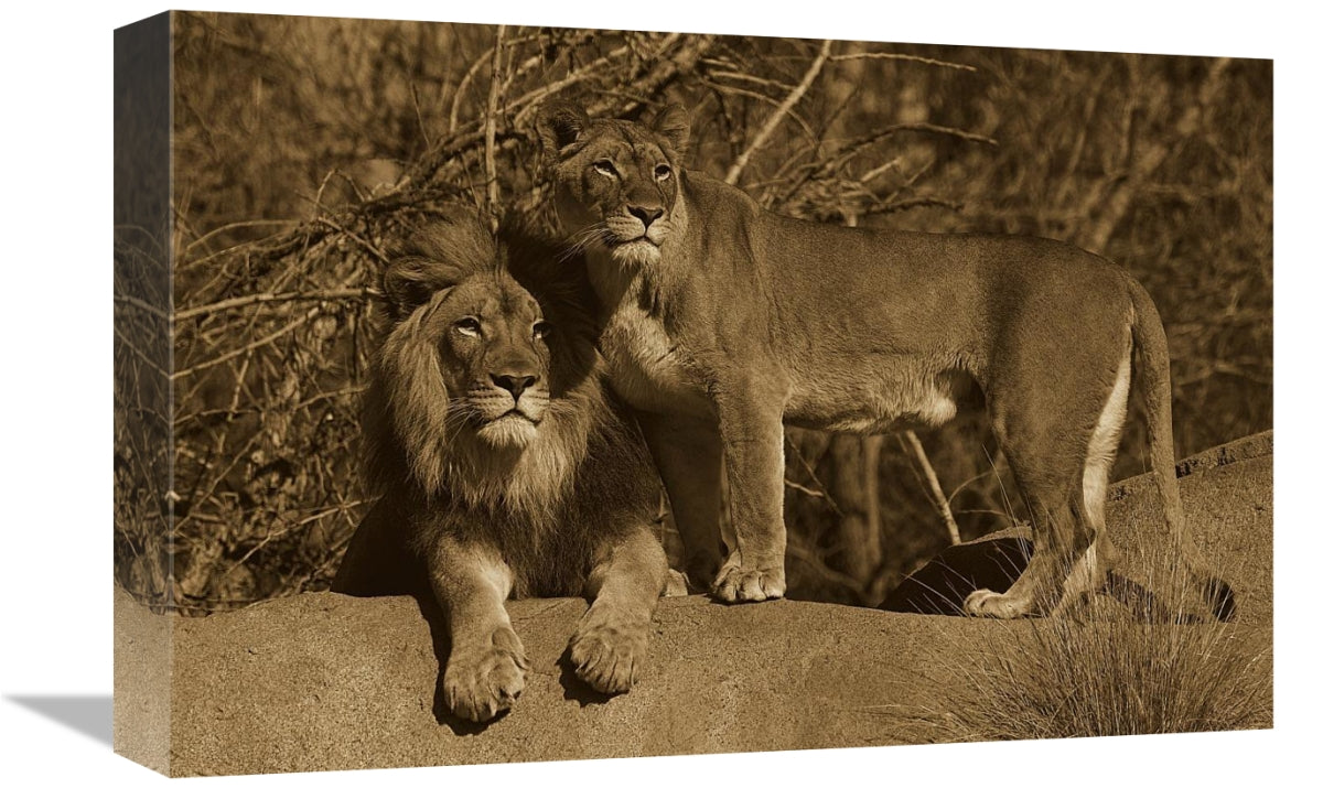 Global Gallery GCS-453668-1218-142 12 x 18 in. African Lion Male & Afr