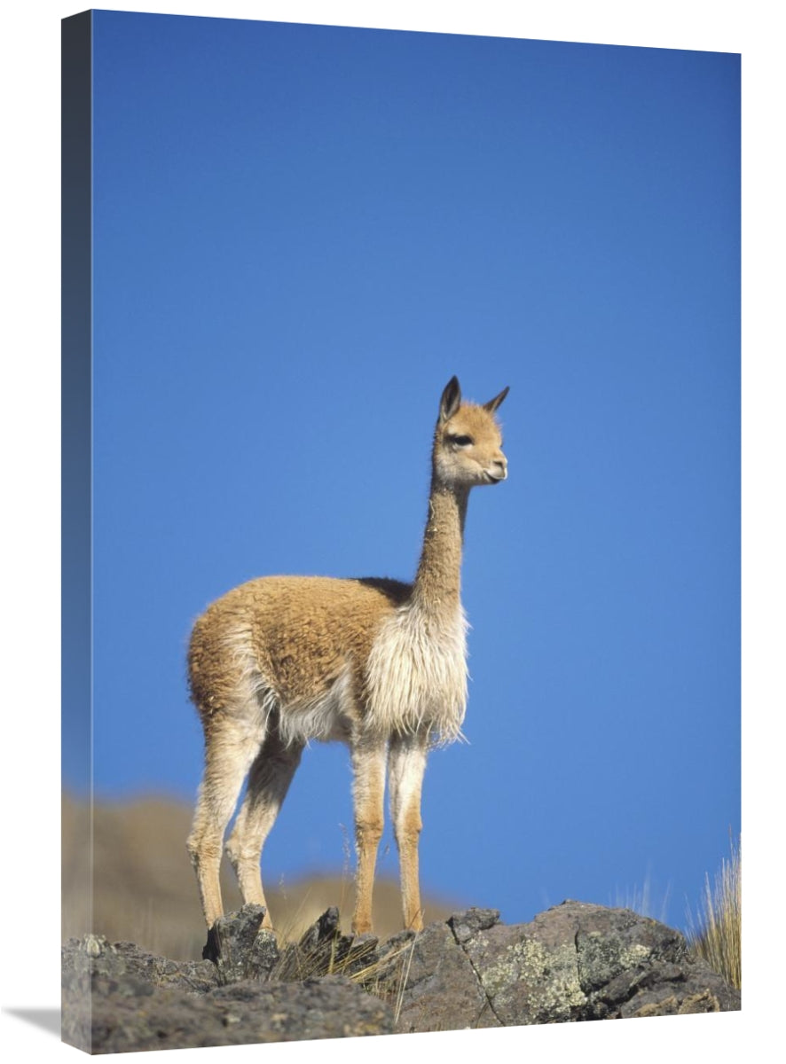 Global Gallery GCS-451265-2030-142 20 x 30 in. Vicuna Portrait, Pa