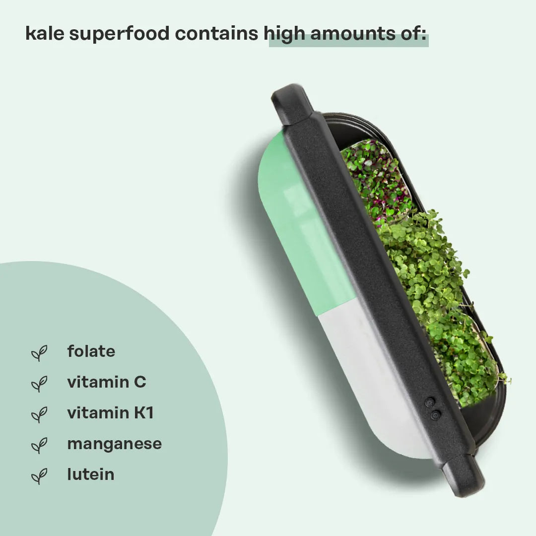 kale superfood